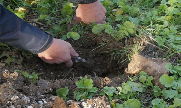 Someone inspecting the soil under a cover crop